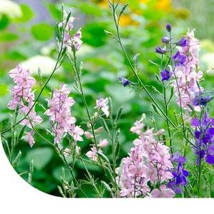 MRS Seeds & Mixtures Heimische Ackerrandmischung - ein- und zweijährig