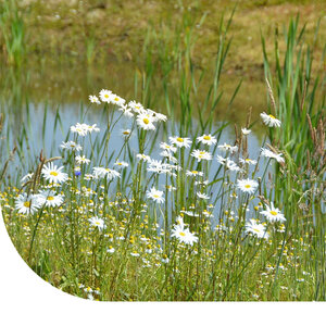 MRS Seeds & Mixtures Teichuferblumenmischung - Einheimisch