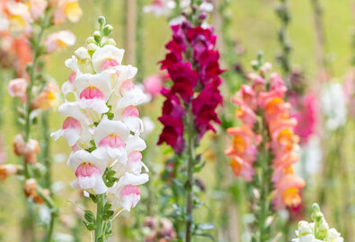 Blumen säen im Februar Blumen säen im Februar