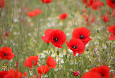 Blumen säen im März Blumen säen im März