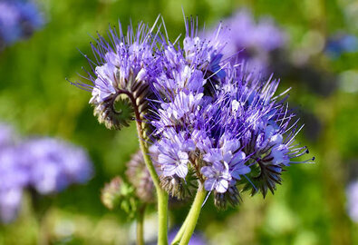 Blumen säen im Juni Blumen säen im Juni