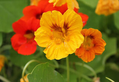 Blumen säen im Juli Blumen säen im Juli