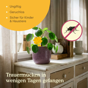 Joyfields Fangplatten - Klebefallen für Trauermücken