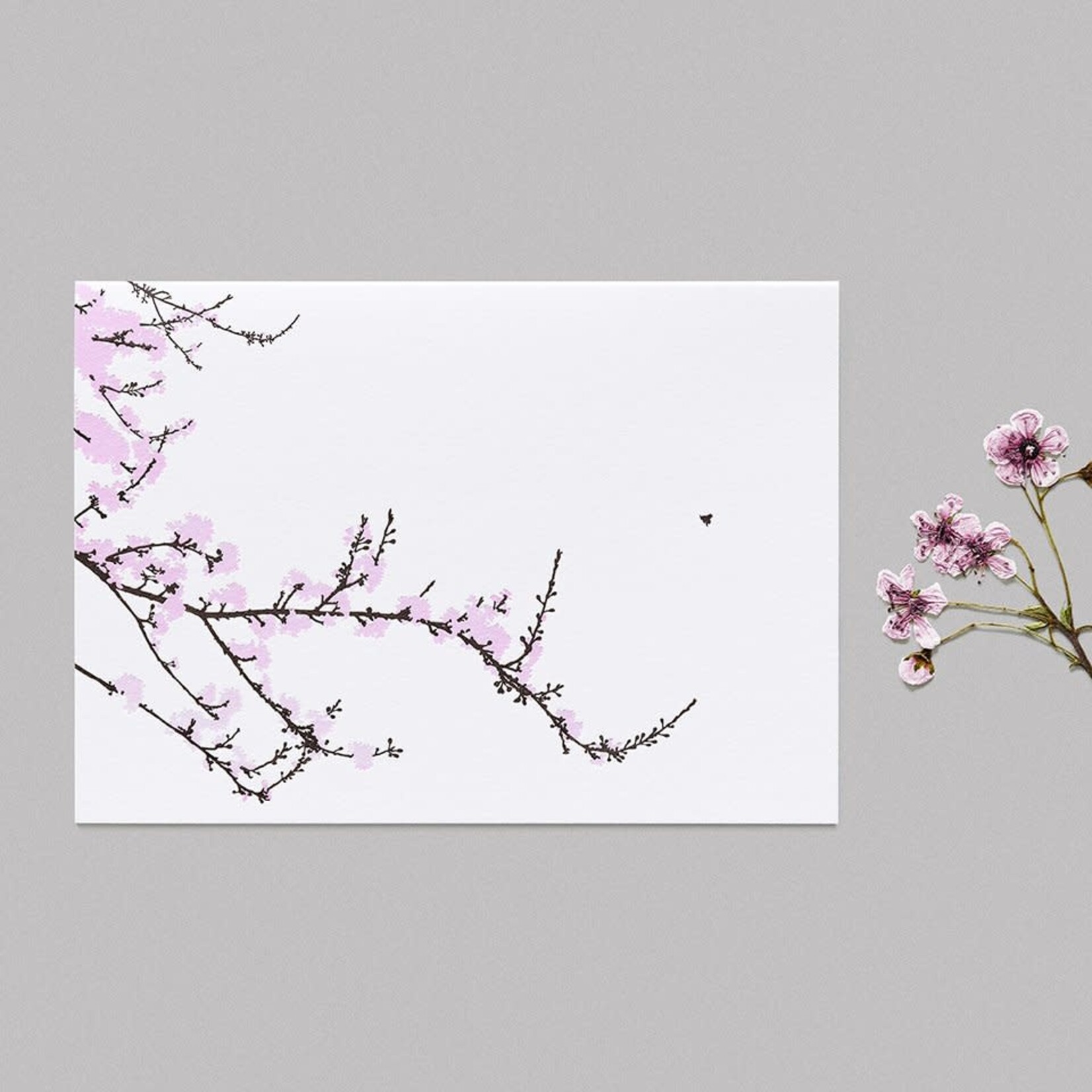 KoBold Kirschblüten - Doppelkarte