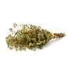 Oregano 50 gr.