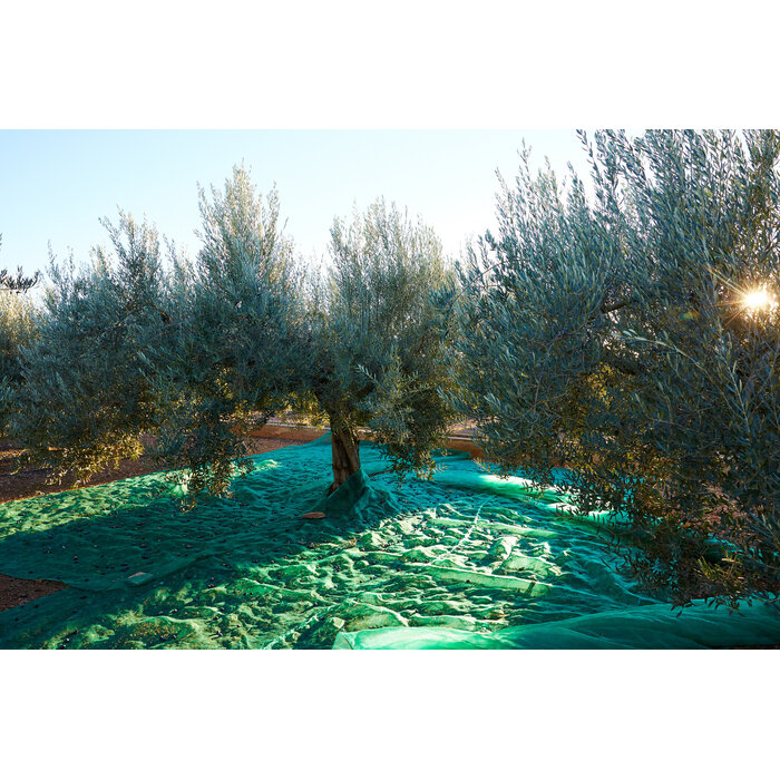 Insalata di pomodori extra vergine olijfolie tree to table