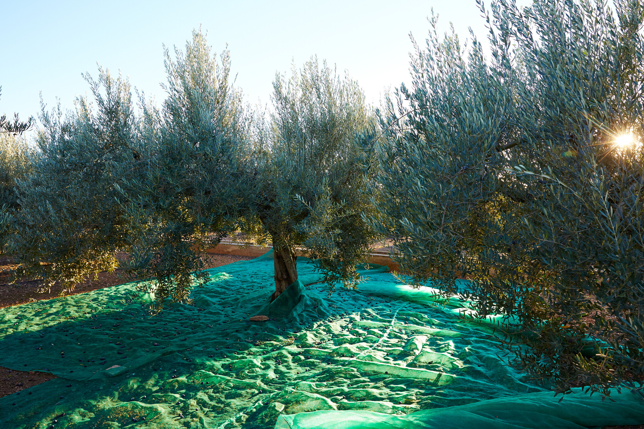Insalata di pomodori Olivenöl extra vergnie – Tree to Table