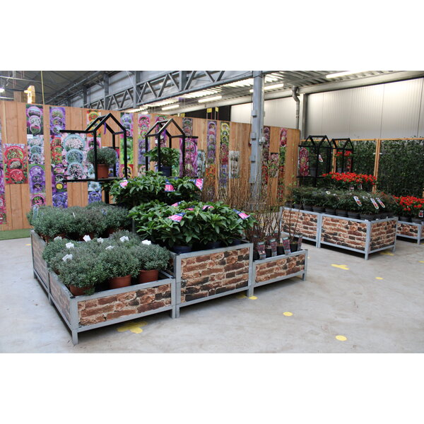 Bricks Display Bloemen/Planten - Signing Oud Hollands Bont  -S