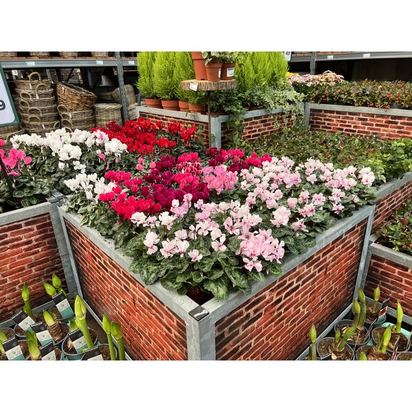 Bricks Display Bloemen/Planten - Signing Muur -L