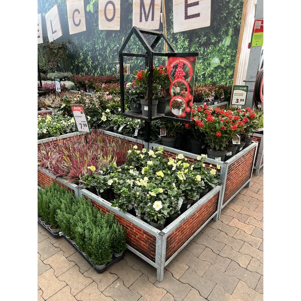 Huren Bricks Display Bloemen/Planten - Signing Muur - M