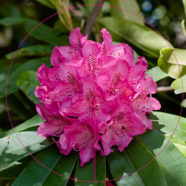 Bricks 3D Bloem Rhododendron