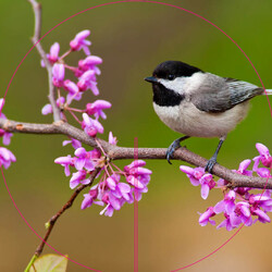 Bricks 3D Beestjes Vogel