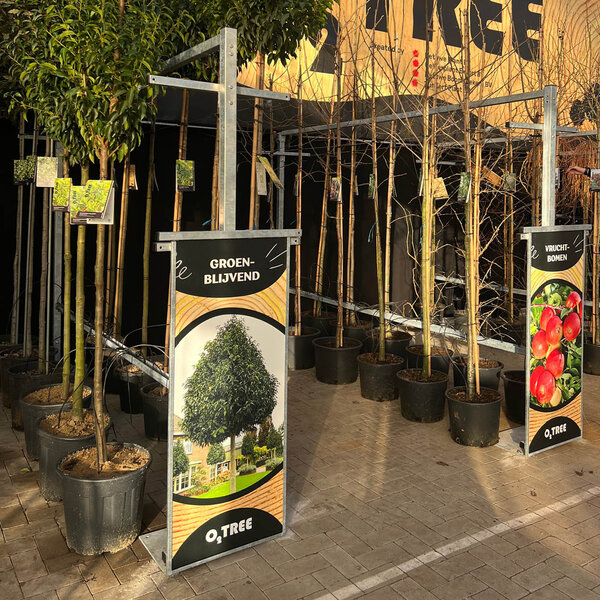 Boompresentatie Medium