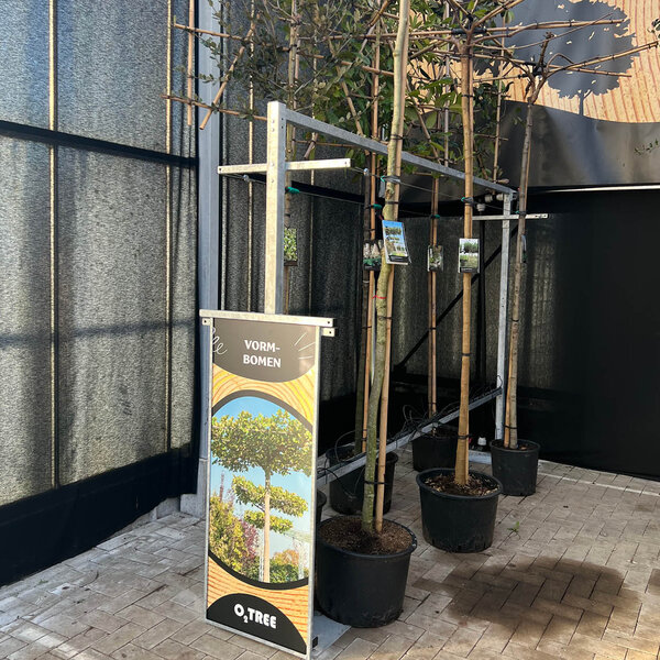 Boompresentatie Medium-A4 kaarthouder