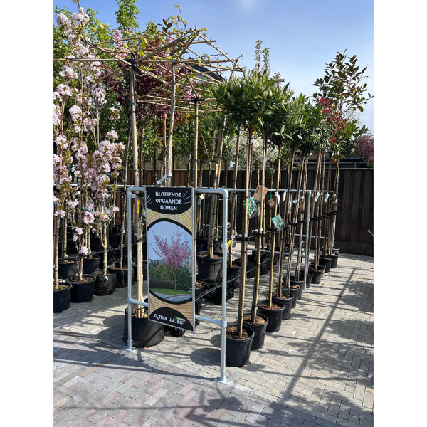 Boompresentatie Buisframe Maatwerk