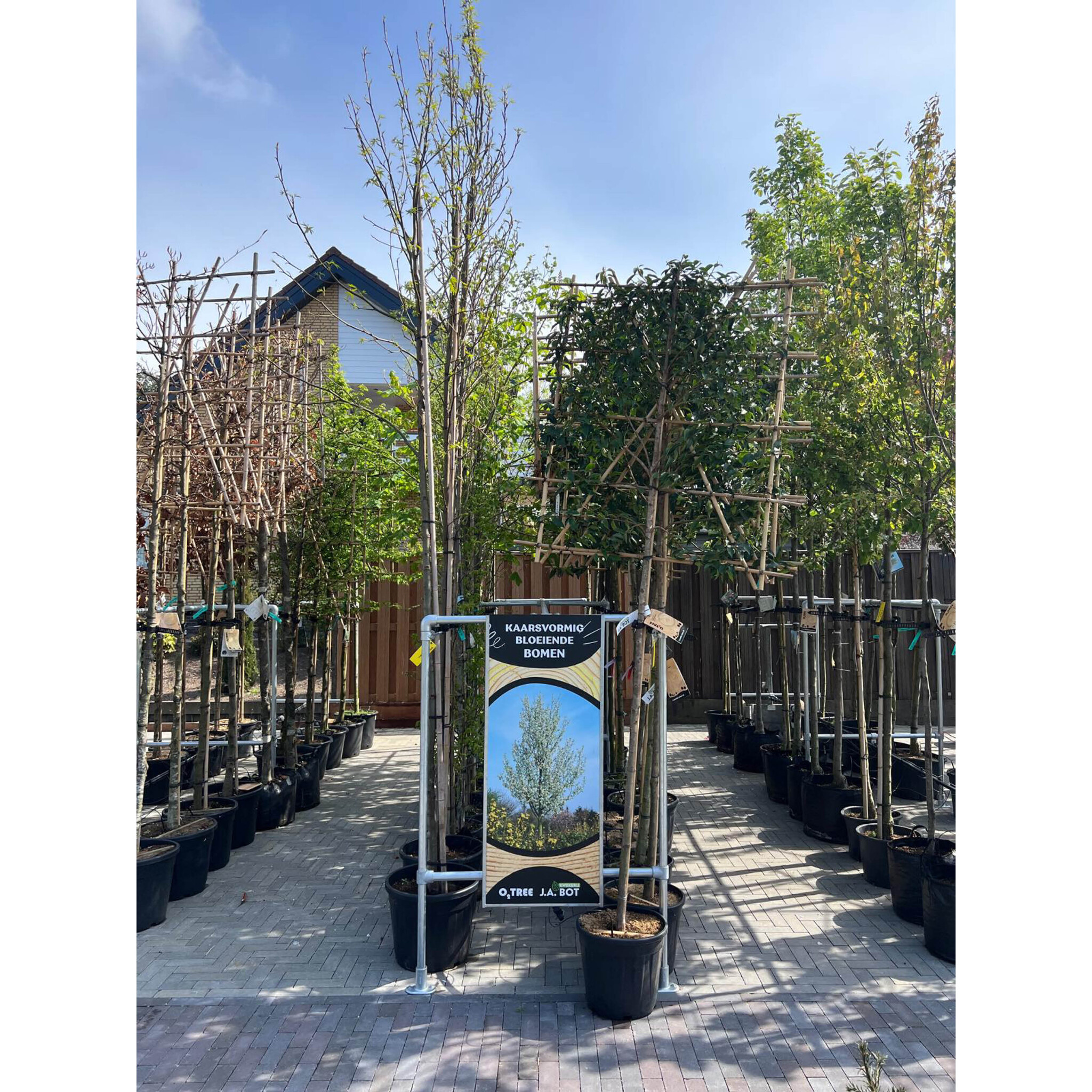 Boompresentatie Buisframe Maatwerk