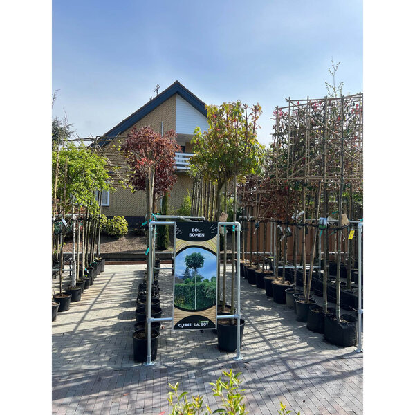 Boompresentatie Buisframe Maatwerk