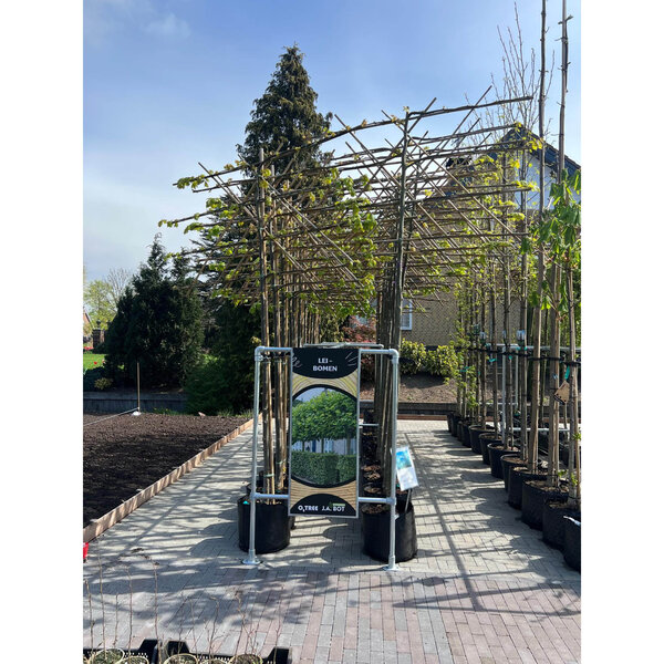 Boompresentatie Buisframe Maatwerk