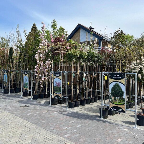 Boompresentatie Buisframe Maatwerk