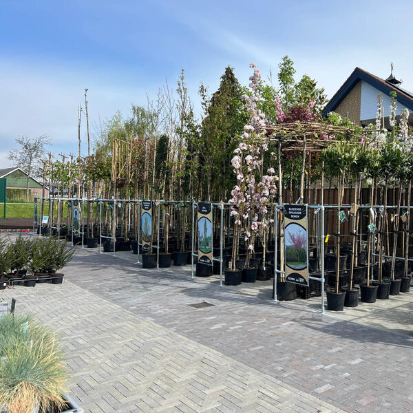 Boompresentatie Buisframe Maatwerk