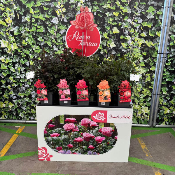 Bricks Palletcover Rosen Tantau