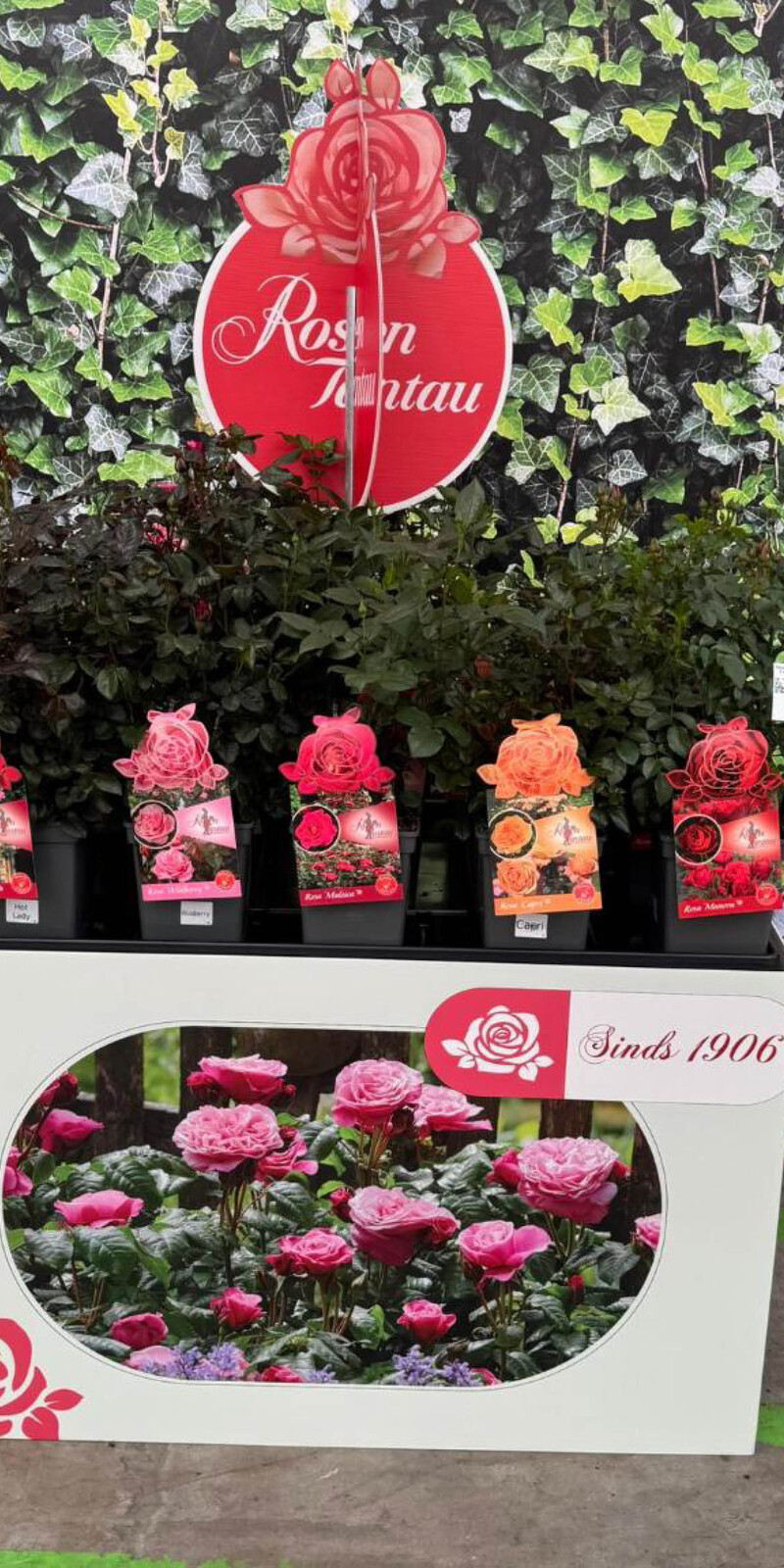 Bricks Palletcover Rosen Tantau