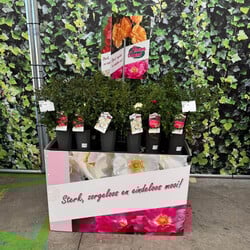 Bricks Palletcover Flower Carpet