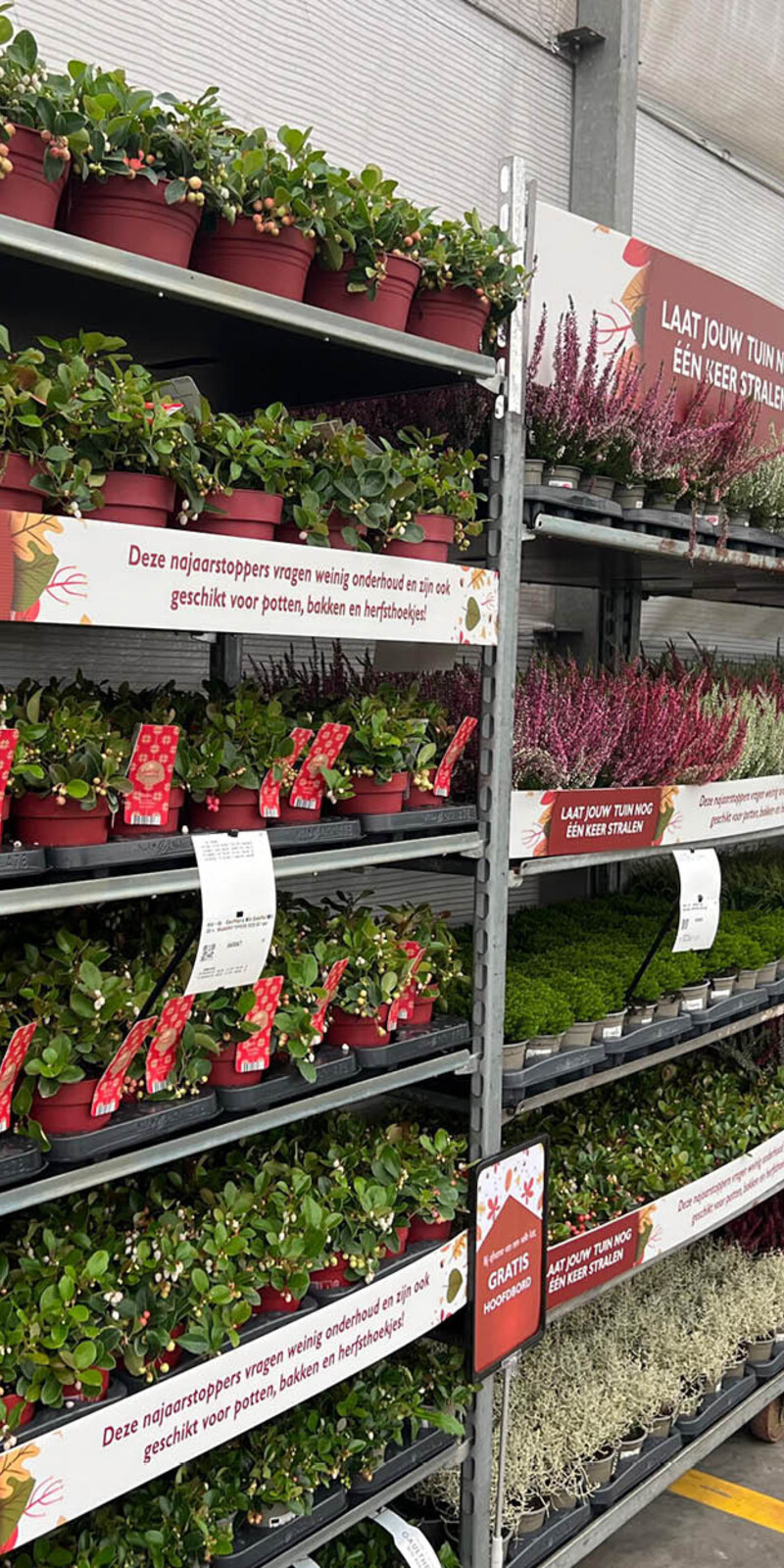 Schapstrook CC Deense kar