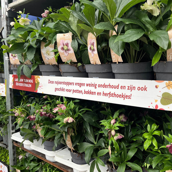 Schapstrook CC Deense kar