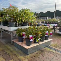 Houten vlonder small