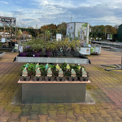 Houten vlonder medium