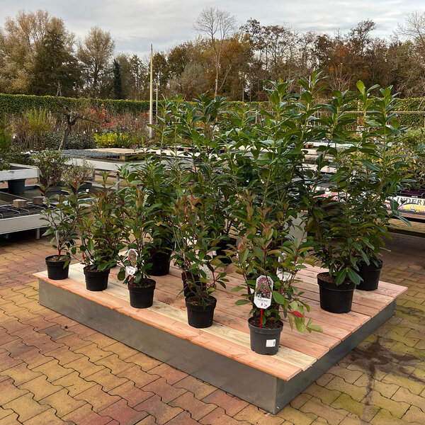 Houten vlonder extra large