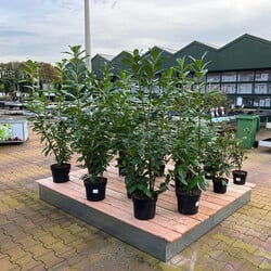 Houten Vlonder Large - Aluminium