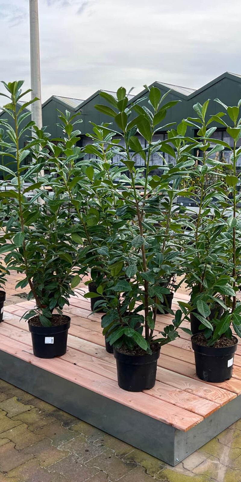 Houten vlonder large