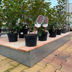 Houten vlonder maatwerk