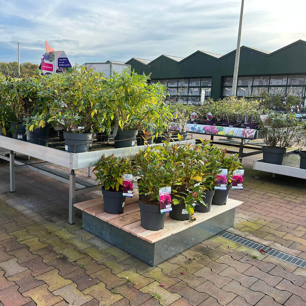 Houten vlonder large