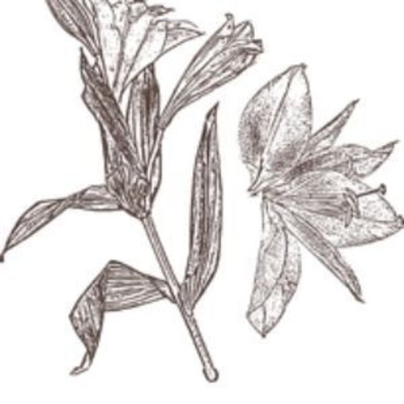 Samsoe Samsoe Salilium t-shirt Lilium french roast