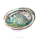 Abalone Abalone schelp Abalone Abalone schelp