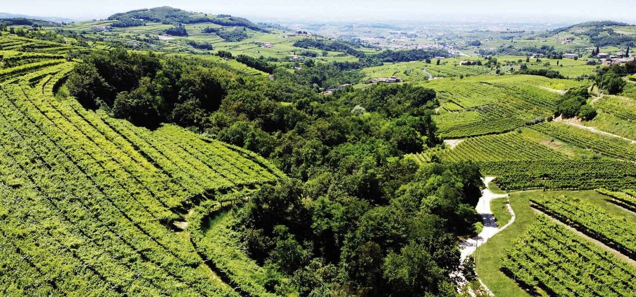 Albino Armani Pinot Grigio Colle Ara Valdadige Terradeiforti 2023 Albino Armani Pinot Grigio Colle Ara Valdadige Terradeiforti 2023