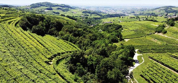 Albino Armani Pinot Grigio Colle Ara Valdadige Terradeiforti 2023 Albino Armani Pinot Grigio Colle Ara Valdadige Terradeiforti 2023