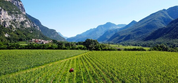 Albino Armani Pinot Grigio Colle Ara Valdadige Terradeiforti 2023 Albino Armani Pinot Grigio Colle Ara Valdadige Terradeiforti 2023