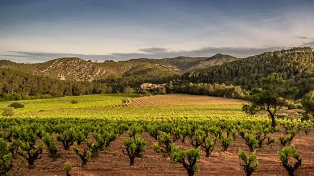 Codorniu Cava Anna de Codorníu, Blanc de Blancs Brut Codorniu Cava Anna de Codorníu, Blanc de Blancs Brut