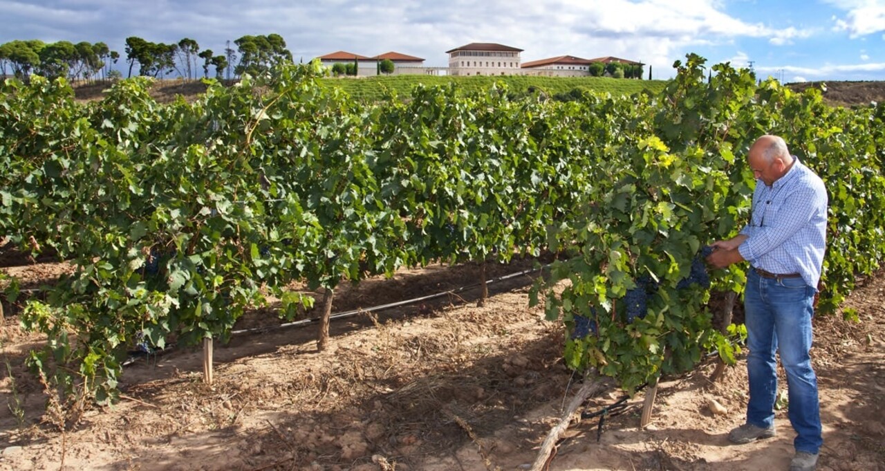 Rioja Vega Crianza 2021 Rioja Vega Crianza 2021