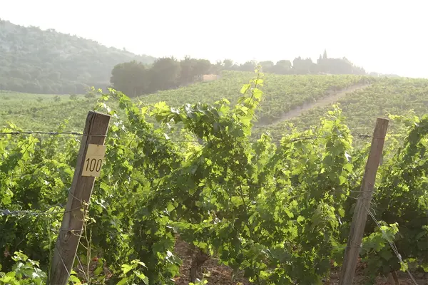 Hacienda Monasterio Ribera del Duero, (Crianza) Cosecha 2022