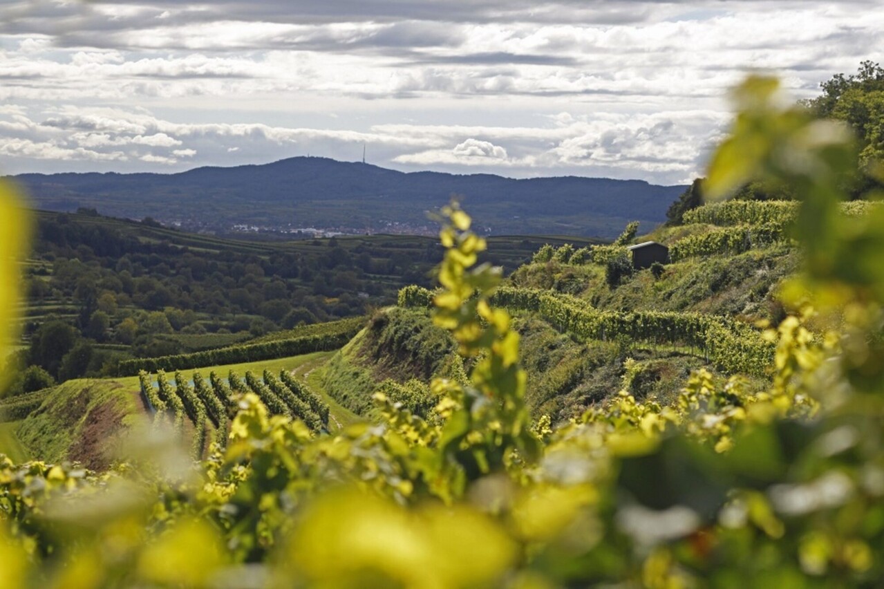 Bernhard Huber Malterdinger chardonnay 2023