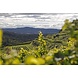 Bernhard Huber Malterdinger chardonnay 2023