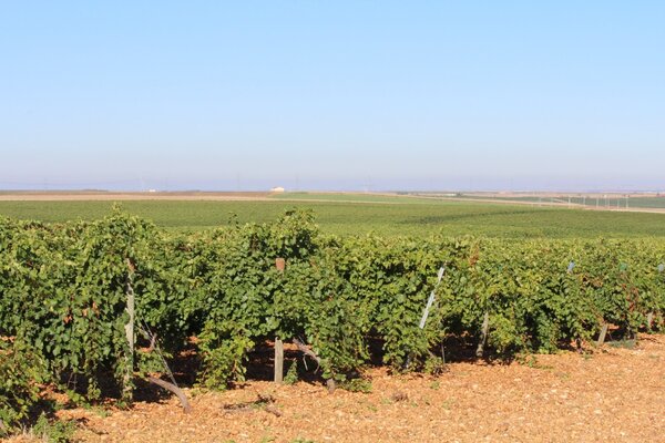 Bodegas Félix Sanz Viña Cimbrón, Rueda/ Verdejo 2025