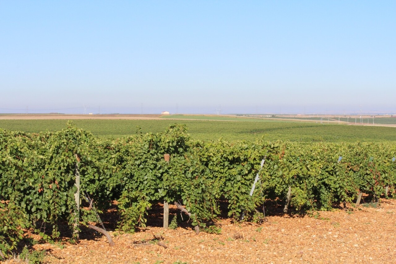 Bodegas Félix Sanz Viña Cimbrón Selección Verdejo 2025
