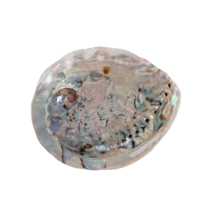 Abalone schelp 12 - 15 cm