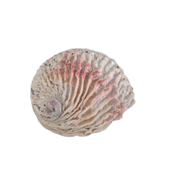 Green Tree Candle Company Abalone schelp 12 - 15 cm